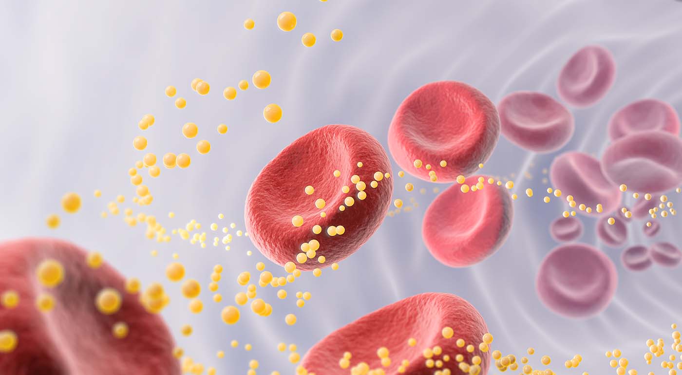 Understanding Where Cholesterol Comes From